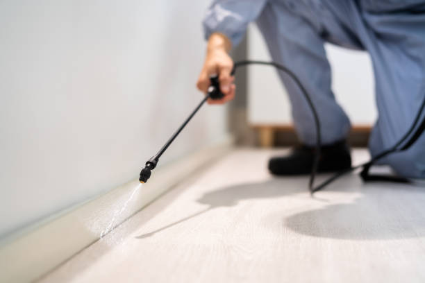 Licensed Wasp Removal service in Green Cove Springs, FL - Show Me Pest Control